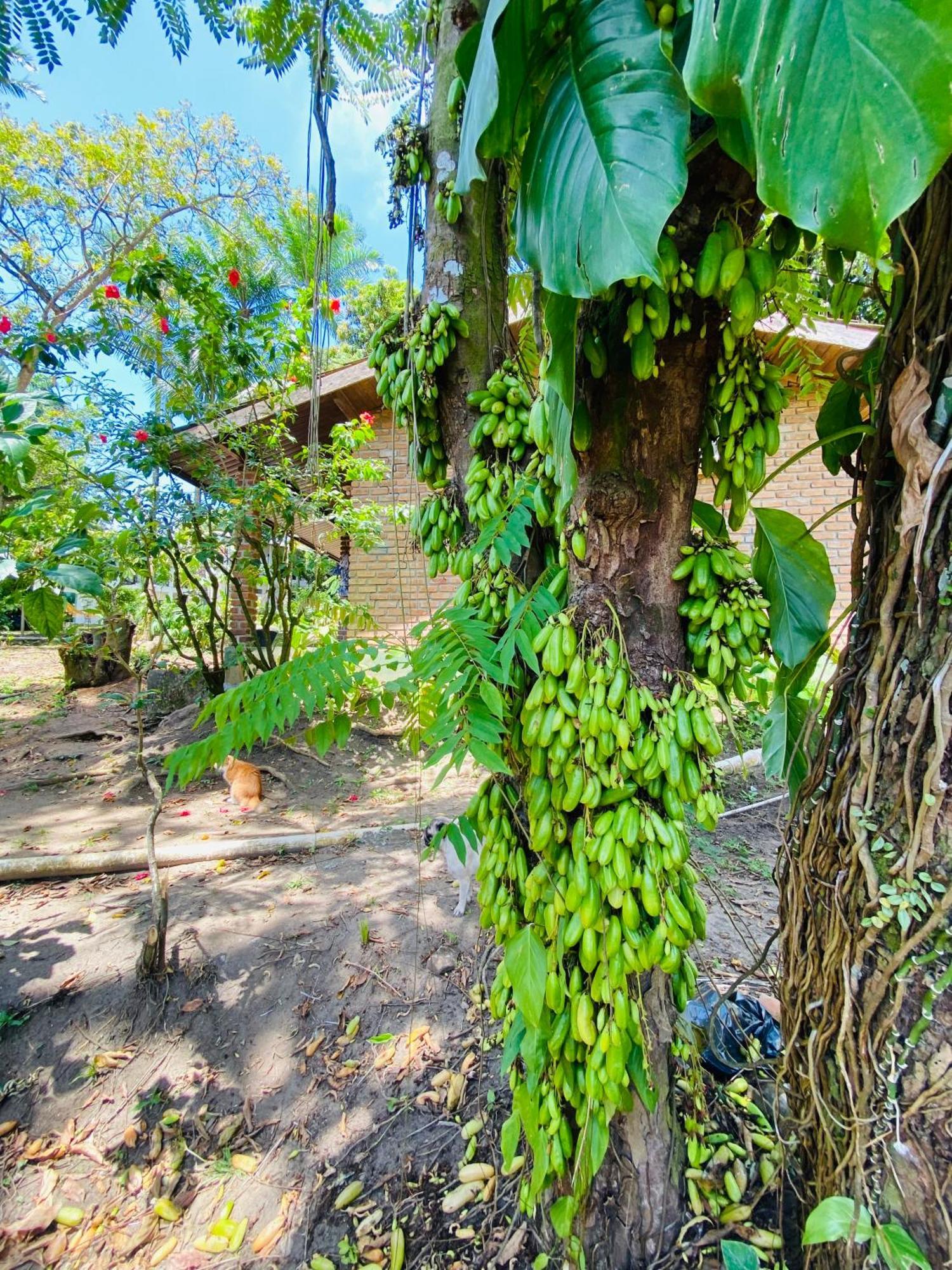 Pousada Coco Dende Velha Boipeba Buitenkant foto