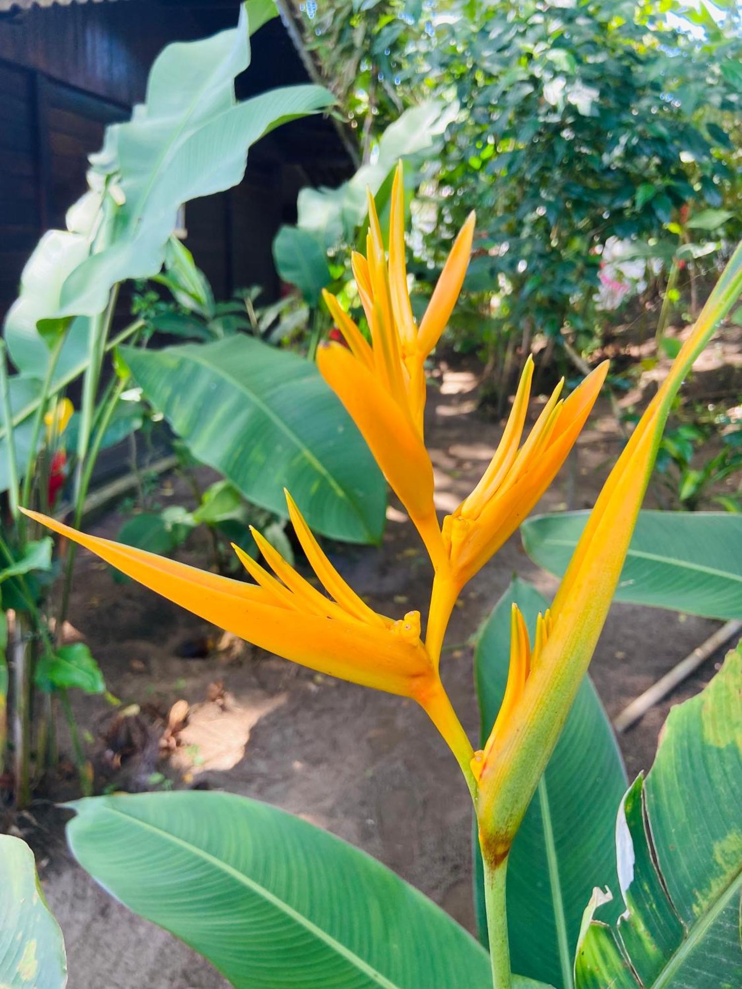 Pousada Coco Dende Velha Boipeba Buitenkant foto