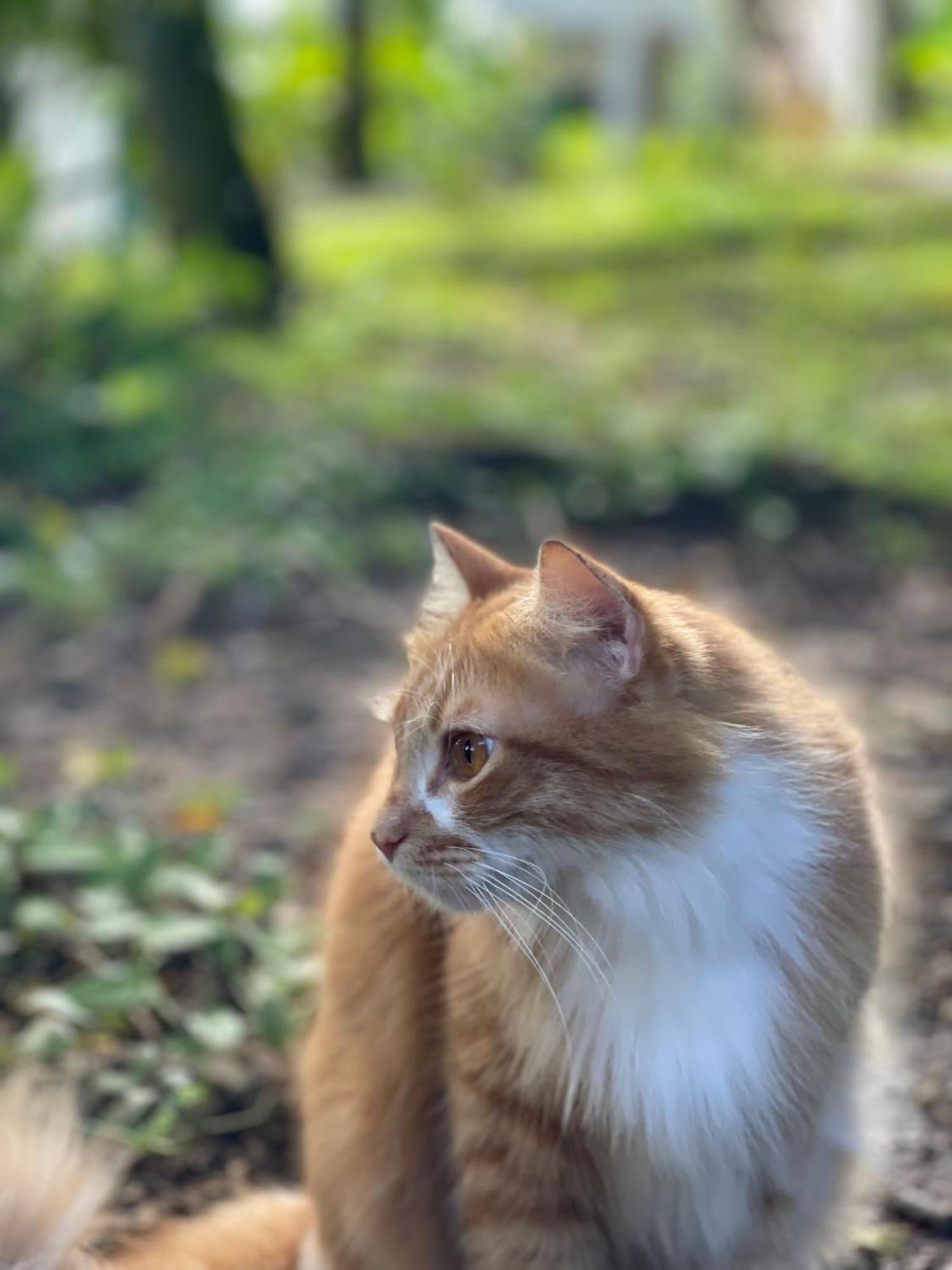 Pousada Coco Dende Velha Boipeba Buitenkant foto